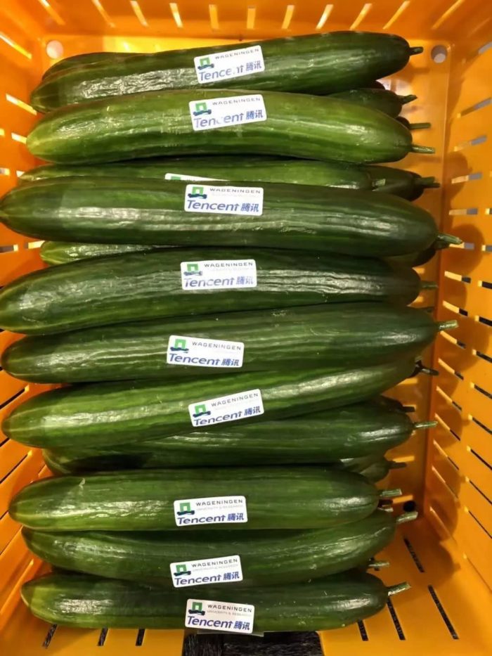 cucumbers-race-1.jpg