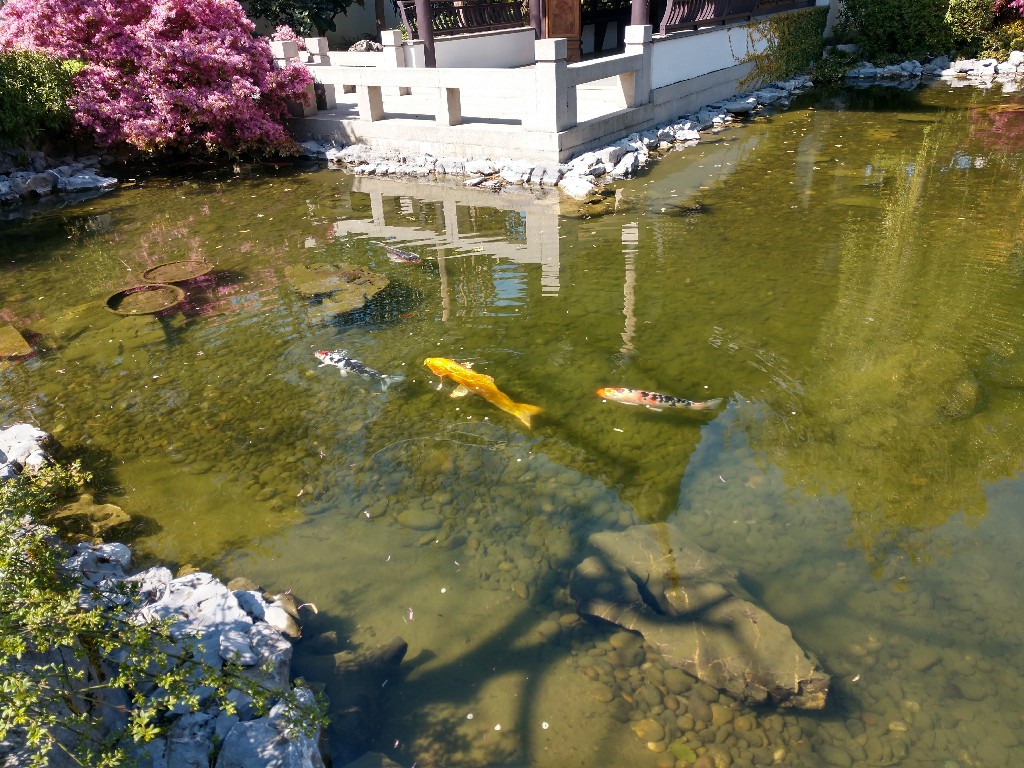 Lan Su花园湖中的锦鲤。